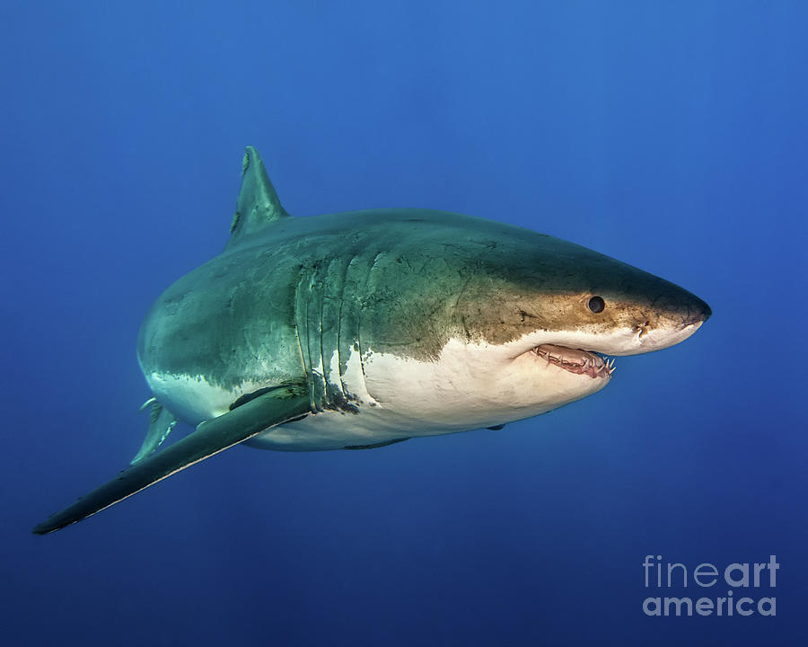 Great White Shark Photograph - Great White Shark #1 by Clay Coleman/science Photo Library