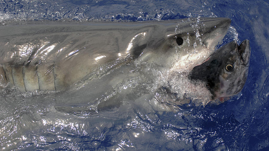 Great White Shark Photograph - Great White Shark  #1 by David Shuler