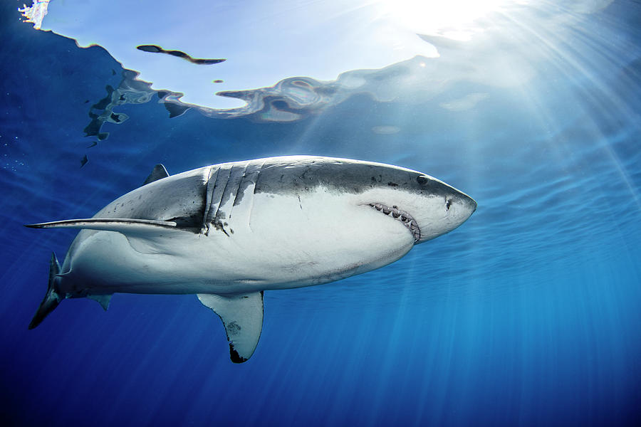 Great White Shark Digital Art - Great White Shark, Guadalupe, Mexico #1 by Ken Kiefer 2
