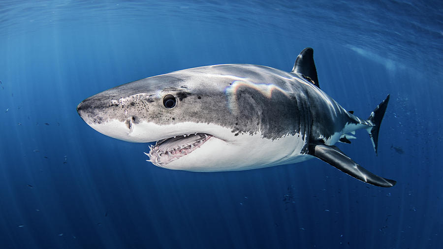 Great White Shark Digital Art - Great White Shark #1 by Ken Kiefer 2