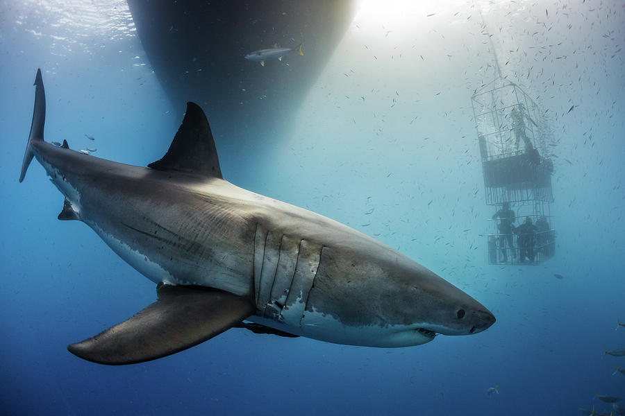 Great White Shark #1 Photograph by Nicole Young