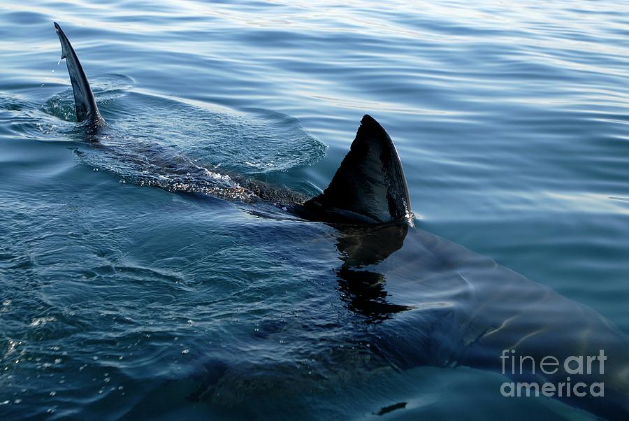 Great White Shark #1 Photograph by Peter Chadwick/science Photo Library