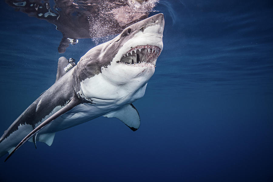 Great White Shark Digital Art - Great White Shark, Underwater View #1 by Ken Kiefer 2