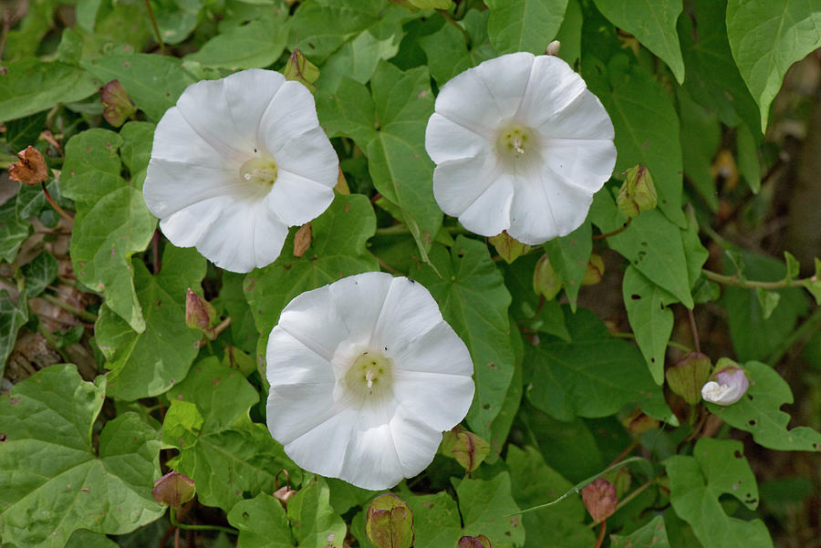 Greater Bindweed #1 Photograph by Nigel Cattlin - Fine Art America