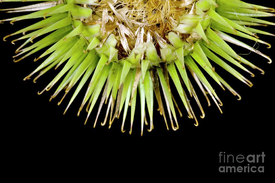 Greater Burdock Burr (arctium Lappa) #1 Photograph by Dr Keith Wheeler/science Photo Library