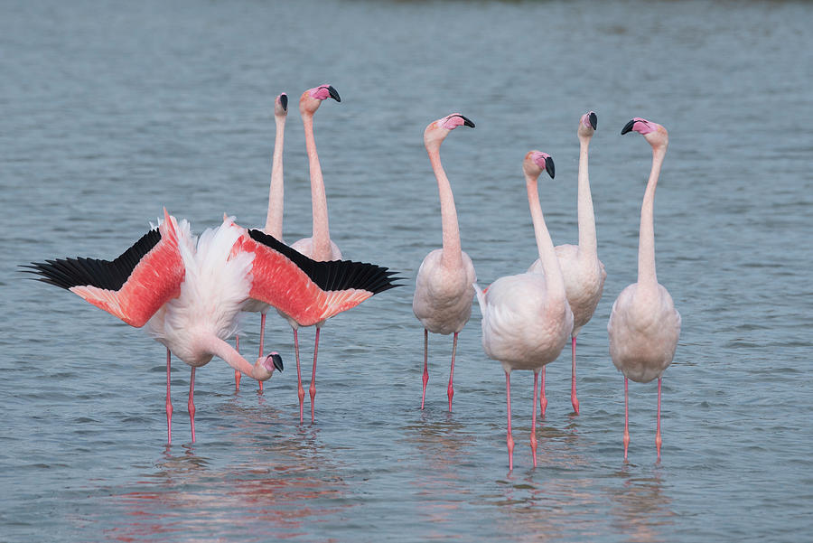 Wildlife Photograph - Greater Flamingo Courtship Display, Pont Du Gau Park #1 by Edwin Giesbers / Naturepl.com