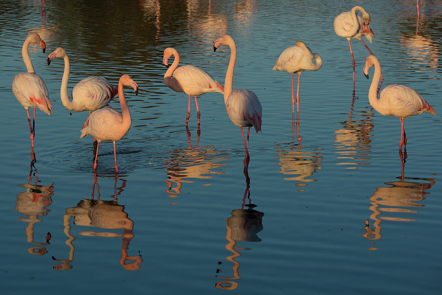 Wildlife Photograph - Greater Flamingo European Flamingo, Pont Du Gau Park #1 by Edwin Giesbers / Naturepl.com