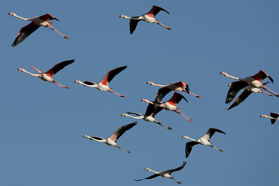 Wildlife Photograph - Greater Flamingo Flock In Flight, Camargue, France #1 by Jouan Rius / Naturepl.com