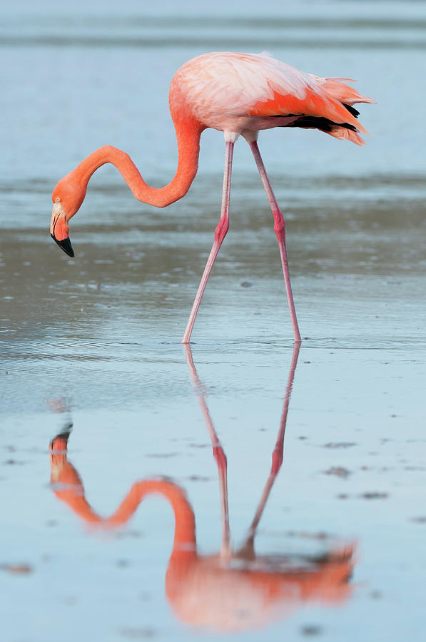 Greater Flamingo Phoenicopterus Ruber By Tui De Roy Minden Pictures