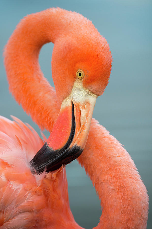 Greater Flamingo Preening #1 Photograph by Tui De Roy