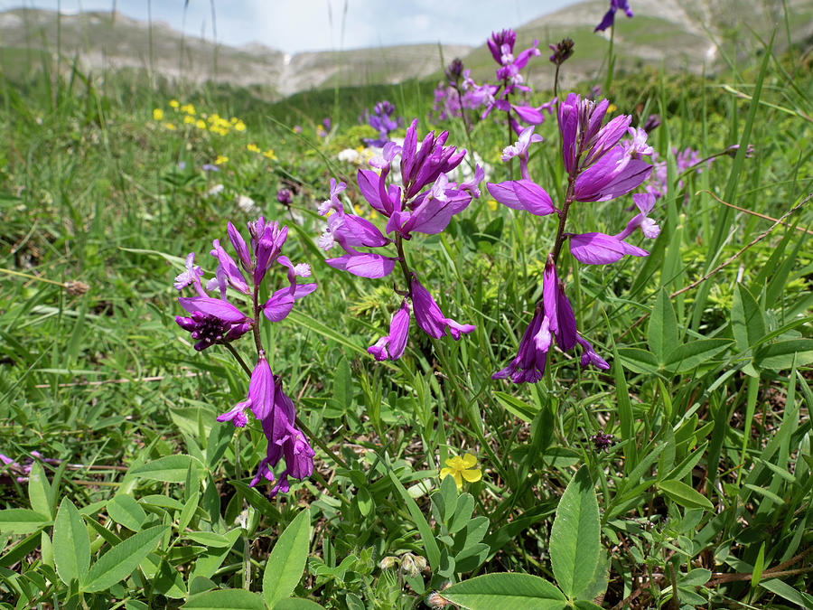 Flowers Still Life Photograph - Greater Milkwort In Flower, Sibillini, Umbria, Italy. #1 by Paul Harcourt Davies / Naturepl.com