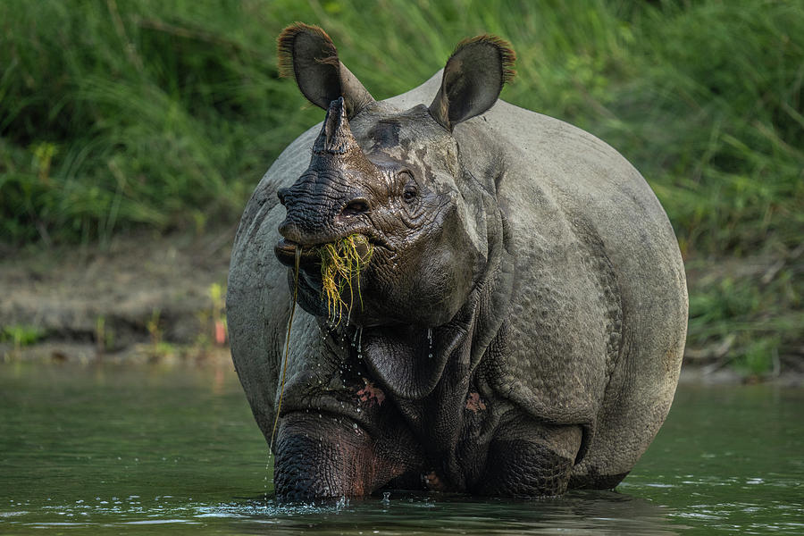 Wildlife Photograph - Greater One-horned Rhinoceros Feeding In River, Bardia #1 by Karine Aigner / Naturepl.com
