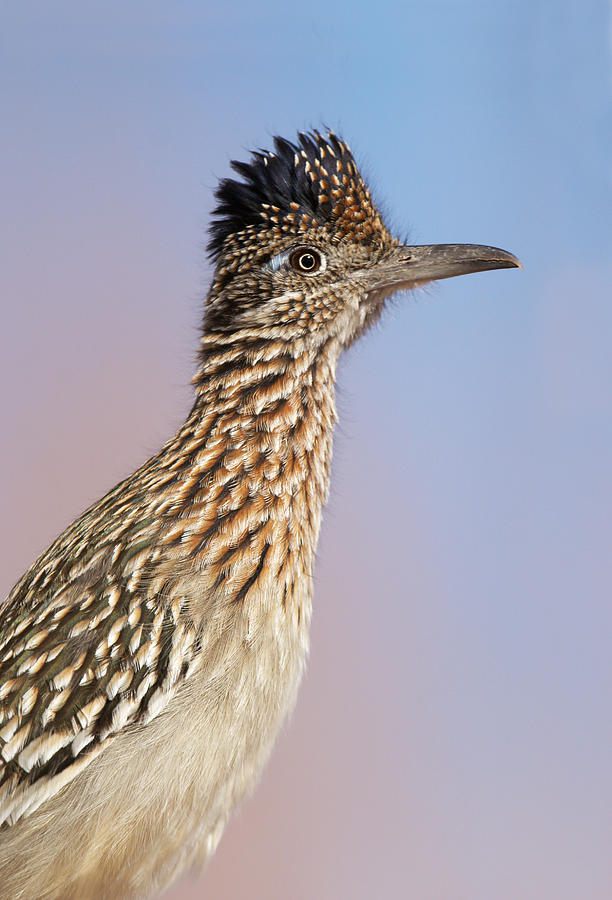 Bird Photograph - Greater Roadrunner #1 by James Zipp