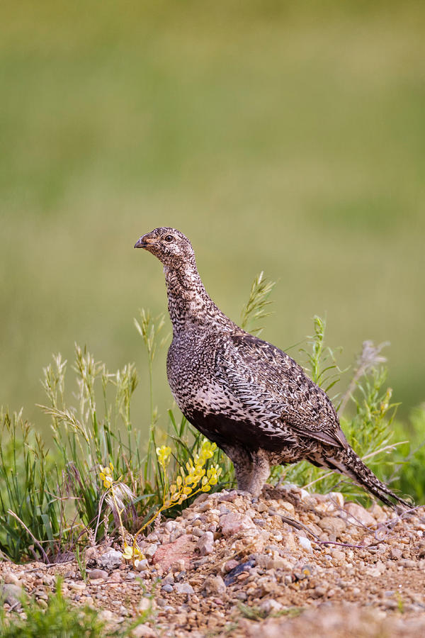 Bird Photograph - Greater Sage Grouse by James Zipp Bird Photograph - Greater Sage Grouse by James Zipp