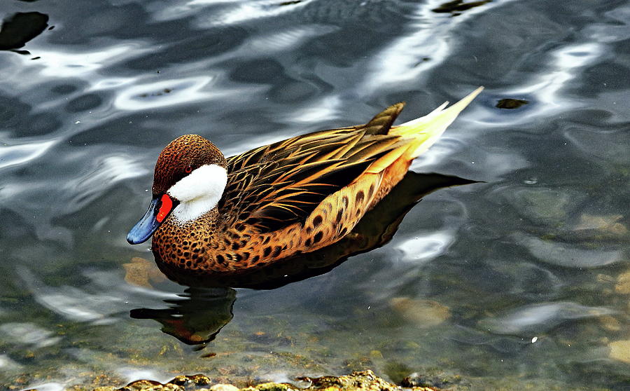 Greater White-Cheeked Pintail Duck Photograph by Jeff Townsend