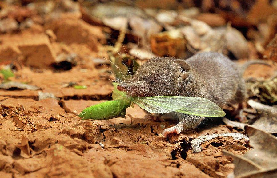 Wildlife Photograph - Greater White-toothed Shrew Eating A Grasshopper #1 by Daniel Heuclin / Naturepl.com