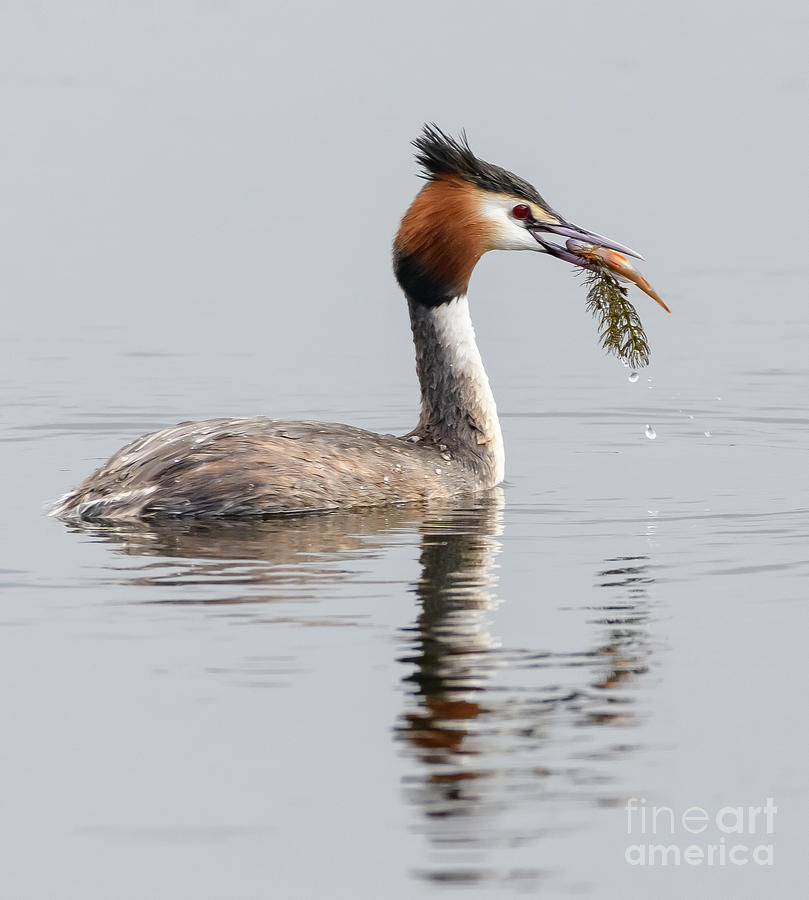 Grebe with fish #1 Photograph by Colin Rayner