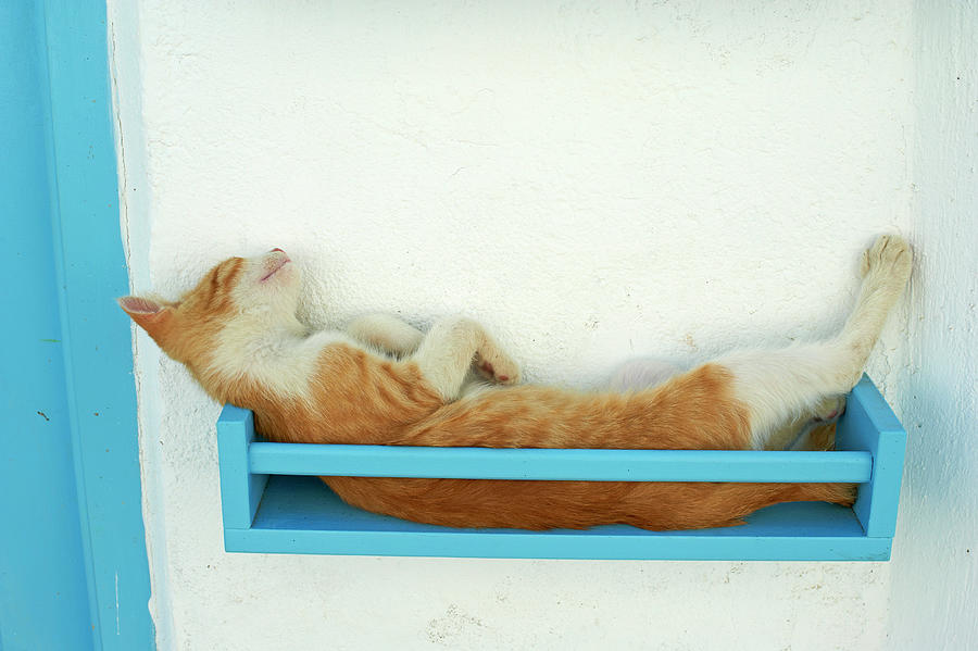 Greece, Mikonos Island, Cat #1 Digital Art by Bruno Morandi