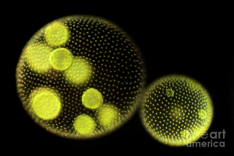 Green Algae Colonies #1 Photograph by Dr Keith Wheeler/science Photo Library
