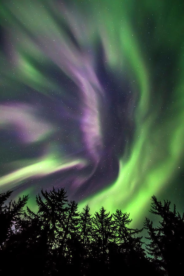 Green And Purple Northern Lights Photograph By John Hyde