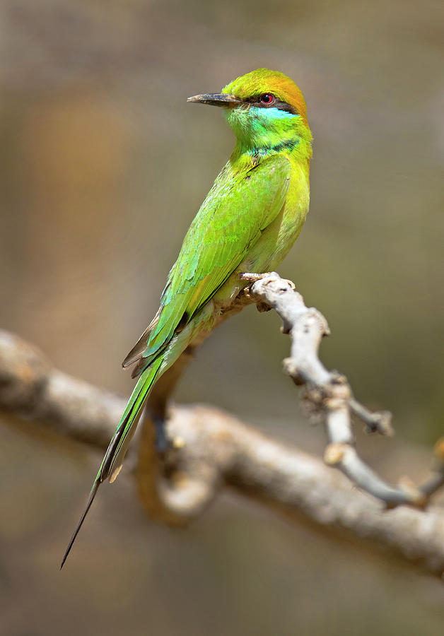 Green Bee-eater Merops Orientalis #1 Photograph by Panoramic Images