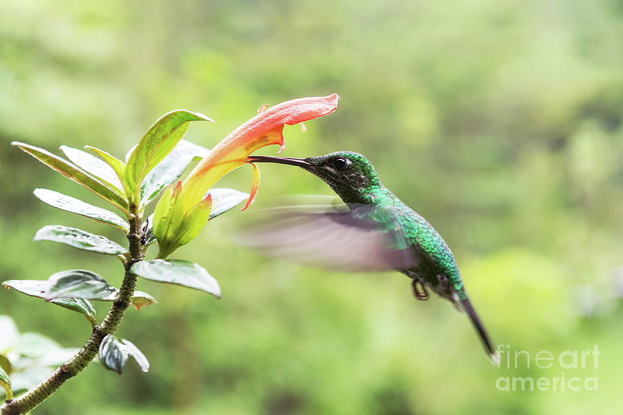 Green-crowned Brilliant Hummingbird Feeding From A Flower #1 Photograph by Dr P. Marazzi/science Photo Library