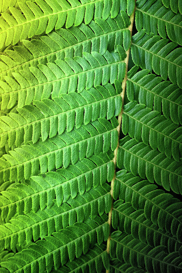 Green Fern Closeup #1 Photograph by Carlos Caetano