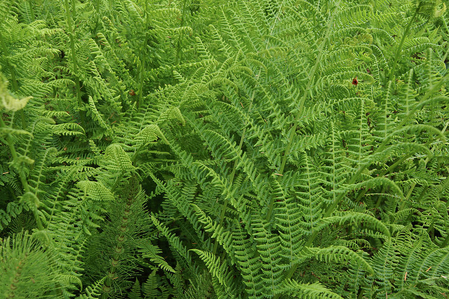 Green ferns #1 Photograph by Steve Estvanik