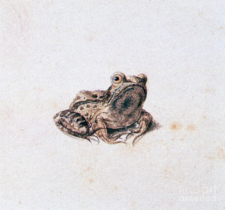 Green Frog, 16th Century. Artist Joris #1 Drawing by Print Collector