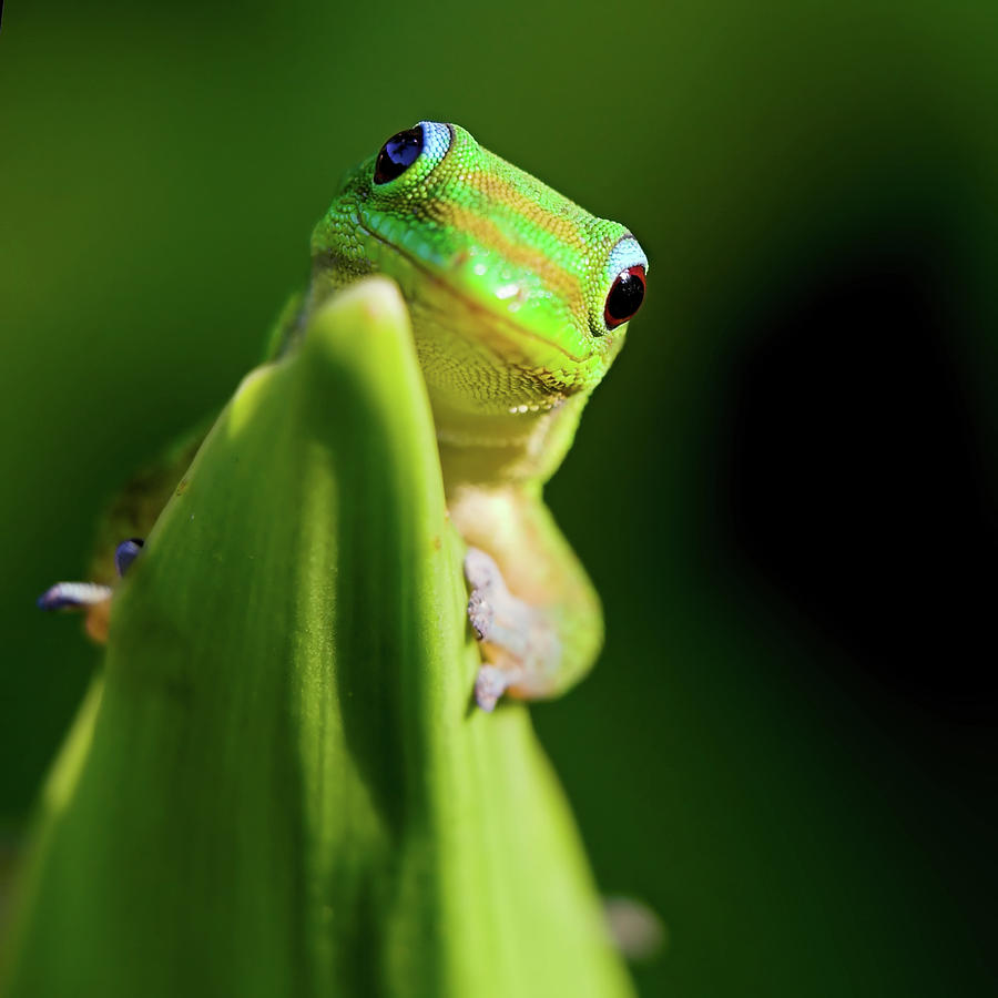 Green Gecko #1 Photograph by Pete Orelup