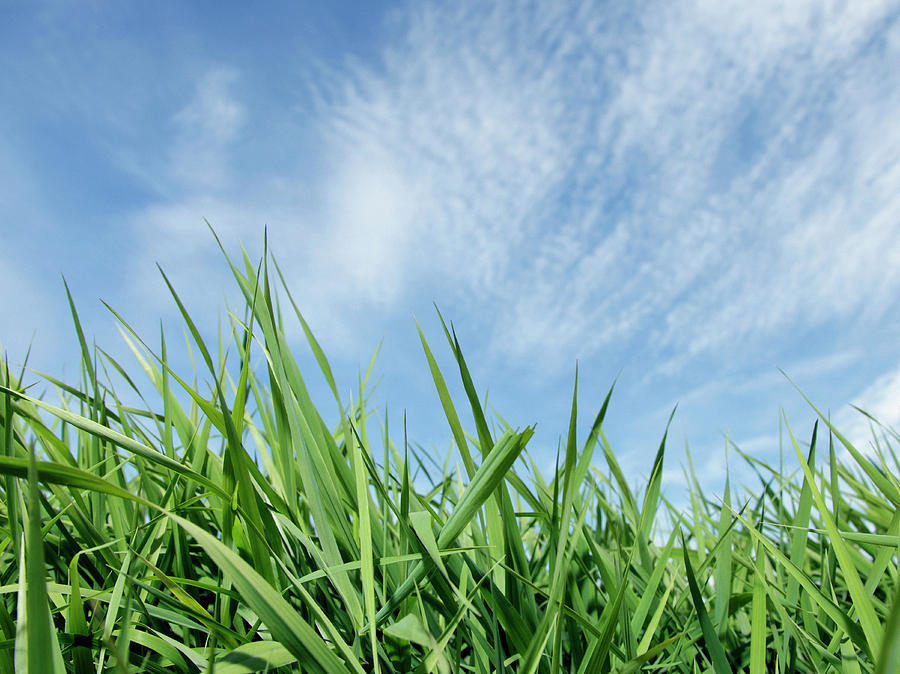Green Grass Against Blue Sky Photograph by Steven Puetzer