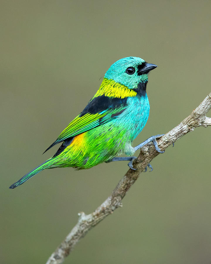 Green-headed Tanager Photograph by Milan Zygmunt - Fine Art America