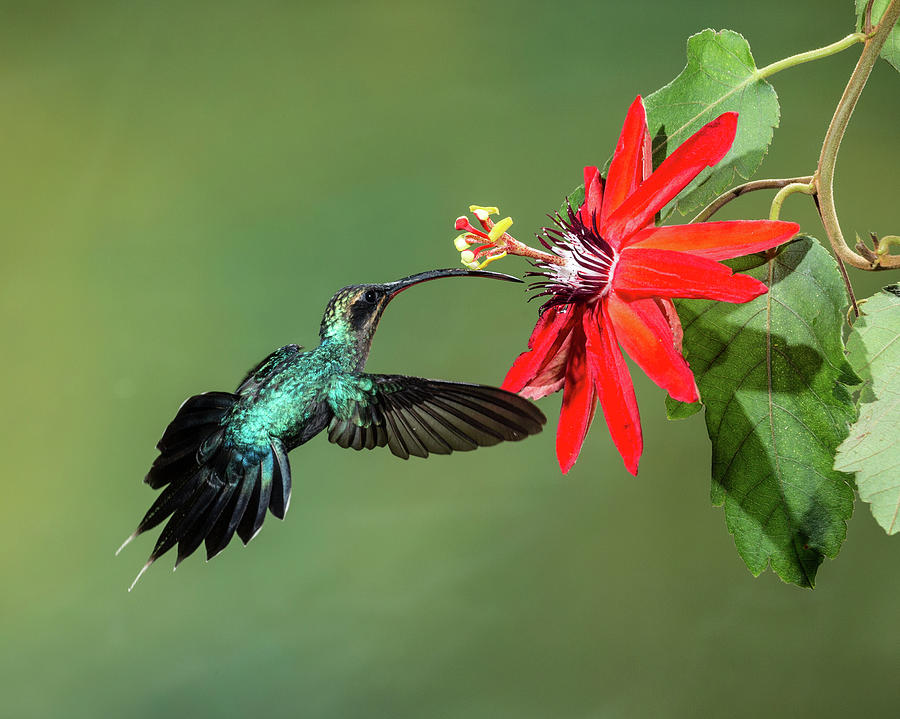 Animal Photograph - Green Hermit Hummingbird  And Passion #1 by Jon G. Fuller