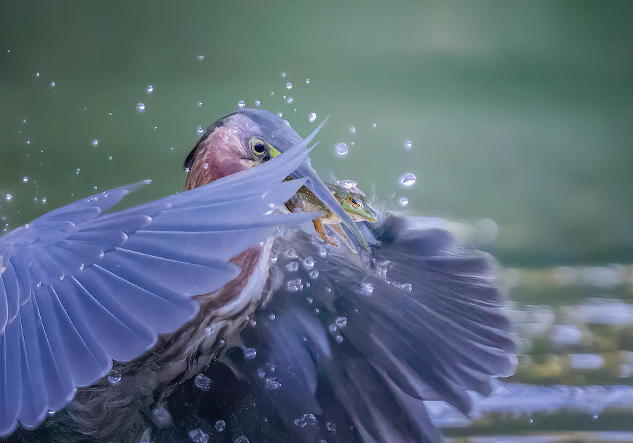 Green Heron #1 Photograph by Tao Huang