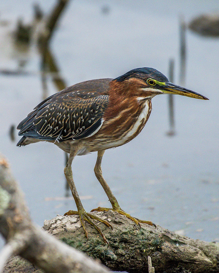 Green Heron Photograph by William Krumpelman - Fine Art America