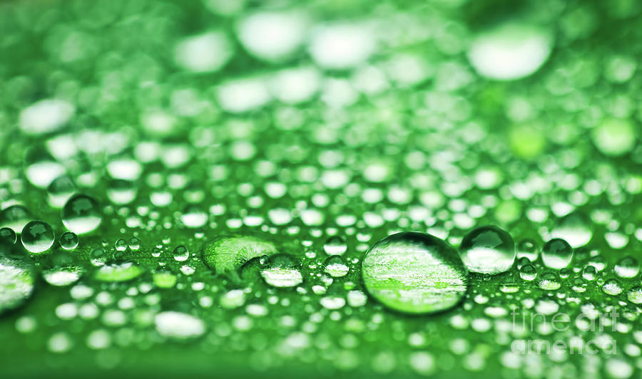 Green leaf with water drops after rain. #1 Photograph by Michal Bednarek