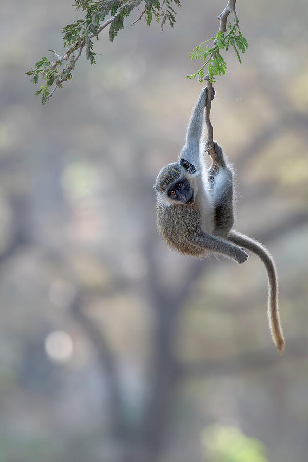 Wildlife Photograph - Green Monkey Swinging On Branch #1 by Bernard Castelein / Naturepl.com