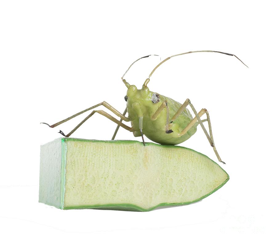 Wildlife Photograph - Green Peach Aphid Wax Model #1 by Natural History Museum, London/science Photo Library