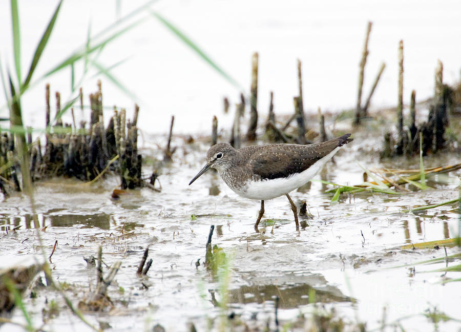 Green Sandpiper #1 Photograph by John Devries/science Photo Library