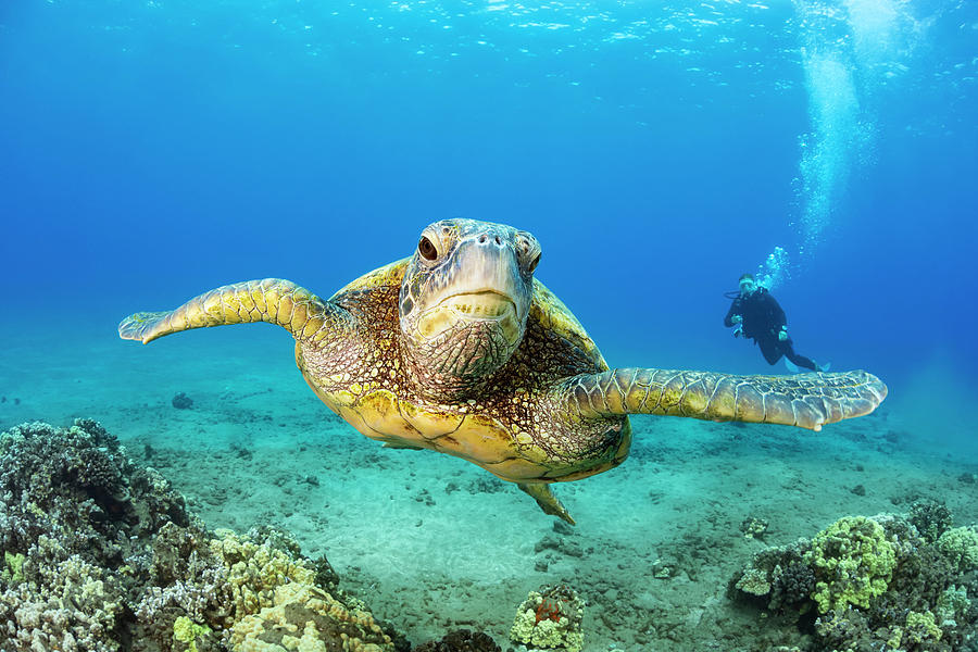 Green Sea Turtle Chelonia Midas Photograph By Dave Fleetham - Fine Art 