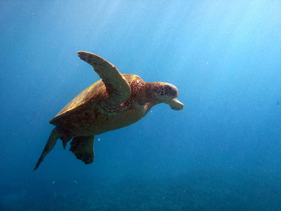 Green Sea Turtle Photograph by Chris Stankis