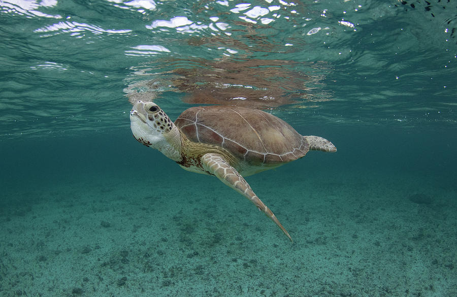 Wildlife Photograph - Green Sea Turtle Comes Up For Air In The Waters Off, The #1 by Eladio Fernandez / Naturepl.com