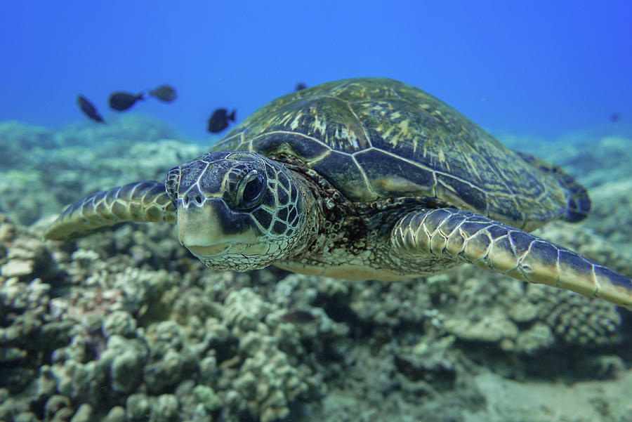 Green Sea Turtle #1 Photograph by Harry Donenfeld