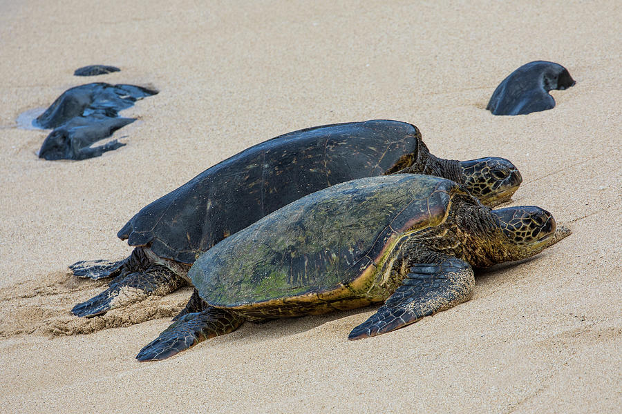 Green Sea Turtle Haul-out, Ho'okipa Photograph by Darrell Gulin - Pixels