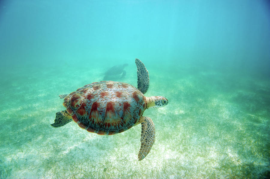 Green Sea Turtle Photograph by M Sweet