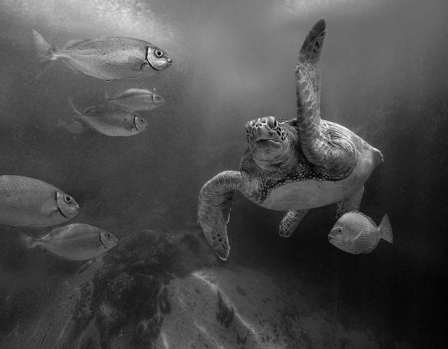 Green Sea Turtle Malaysia Photograph by Tim Fitzharris