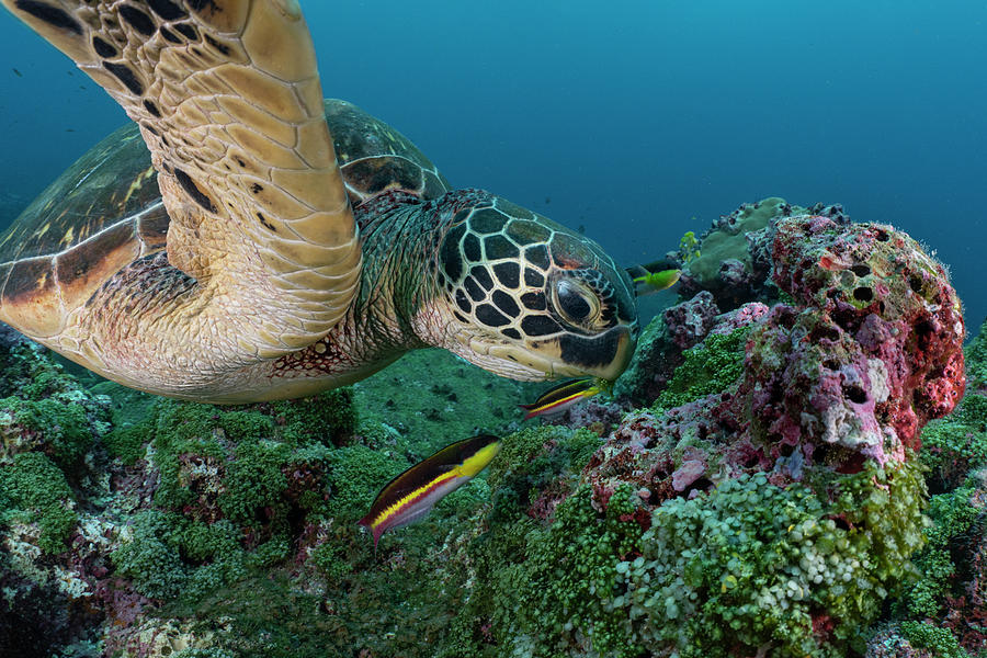 Wildlife Photograph - Green Sea Turtle Swimming Over Coral Reef, Darwin Island #1 by Lucas Bustamante / Naturepl.com