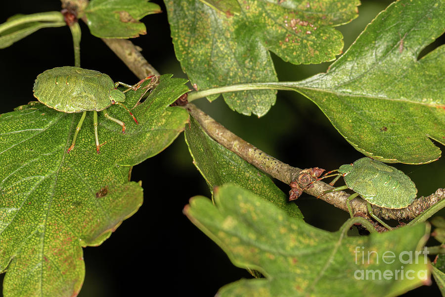 Green Shield Bug Nymph. by Brian Roscorla Green Shield Bug Nymph. by Brian Roscorla