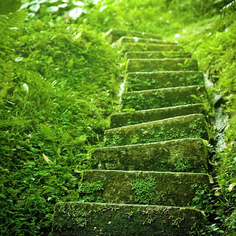 Nature Photograph - Green Stair #1 by Pixalot