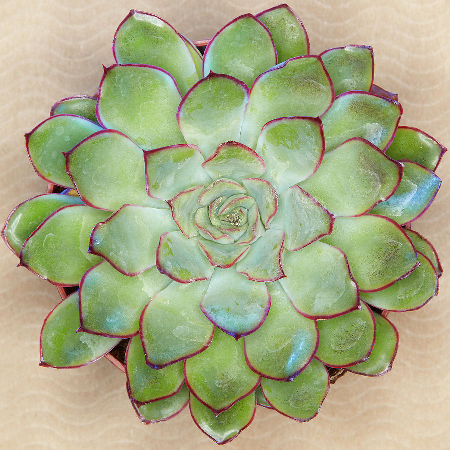 Green Succulent Plant Photograph by Win-initiative Green Succulent Plant Photograph by Win-initiative